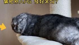 娱乐圈吃瓜猫是谁,揭秘娱乐圈幕后真相的神秘人物